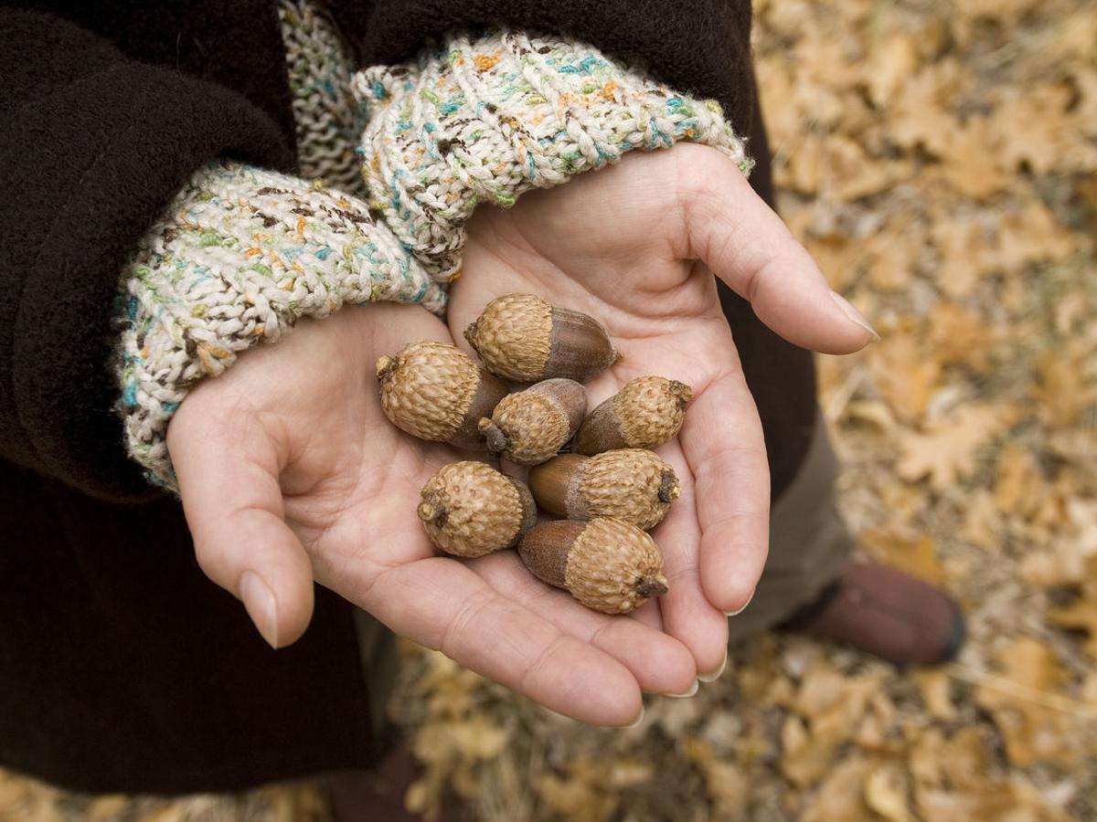 VDOF Seeks Acorns/Nuts from Virginia Landowners