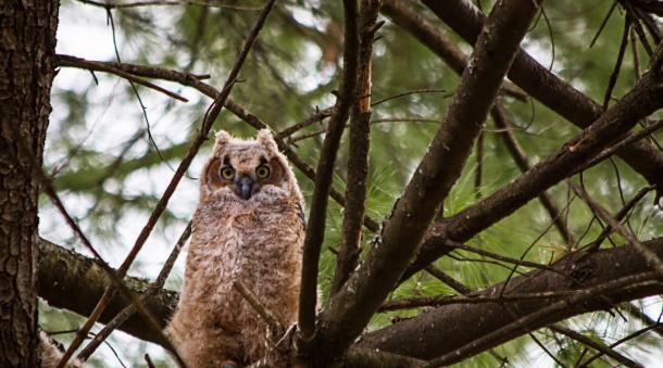 Birding & Wildlife Viewing