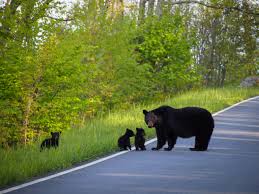 Legislation to Protect Wildlife Corridors Introduced in Virginia State Senate