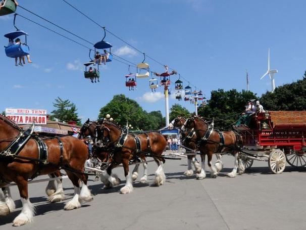 World Famous Budweiser Clydesdales to Participate In Roanoke St. Patrick’s Day Parade