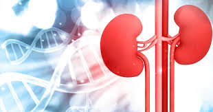 Explainer: what is chronic kidney disease and why are one in three at risk of this silent killer?