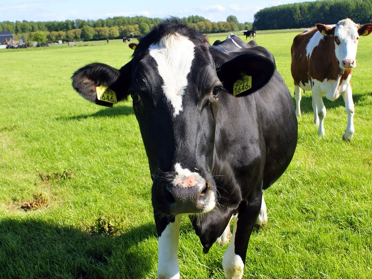 Officer accidentally shot in Virginia during retrieval of runaway cow wandering street