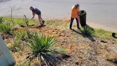 Floyd Flower Power initiative – locals in Floyd to plant thousands of flowers around town