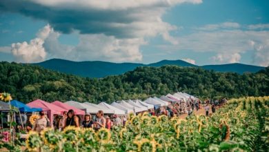  7th Annual Beaver Dam Farm Sunflower Festival to Be Held in Buchanan