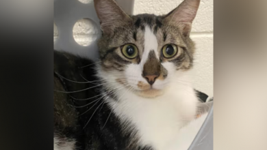 Birdie has his eyes on the prize: A purrfect new home