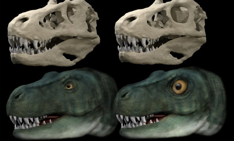 Dinosaurs evolved different eye socket shapes to allow stronger bites – study