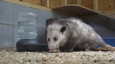 Eagle Scout builds opossum enclosure for Southwest Virginia