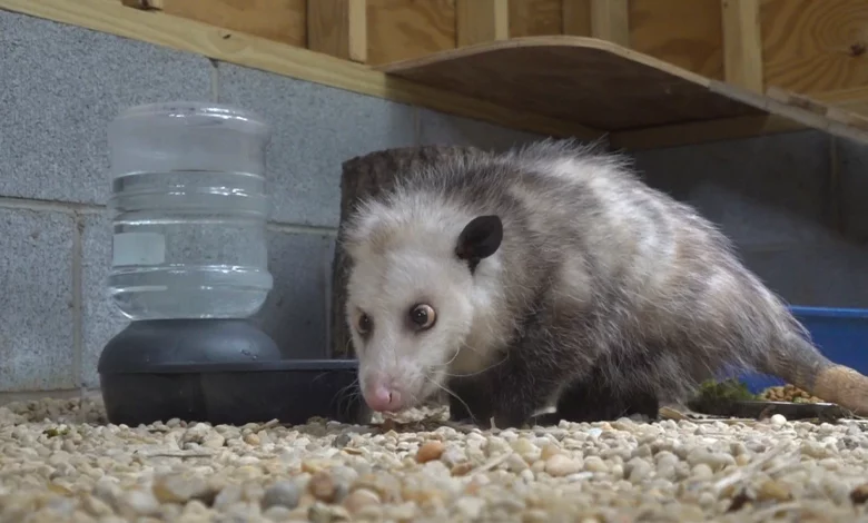 Eagle Scout builds opossum enclosure for Southwest Virginia