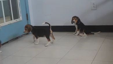 Envigo breeding facility beagles adjusting to new homes in Roanoke