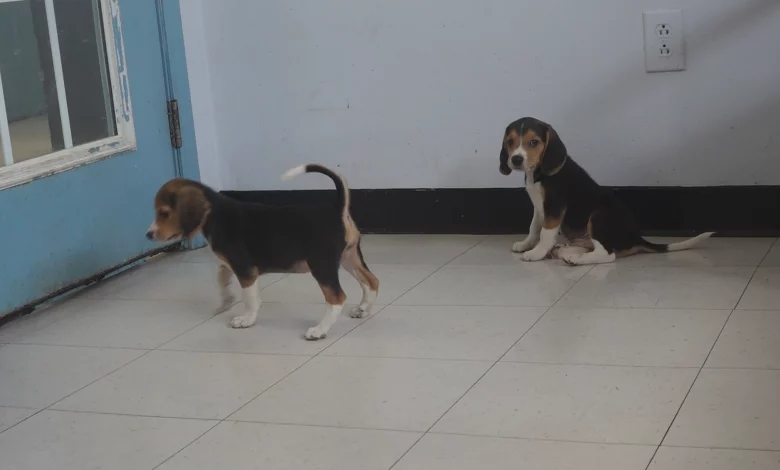 Envigo breeding facility beagles adjusting to new homes in Roanoke