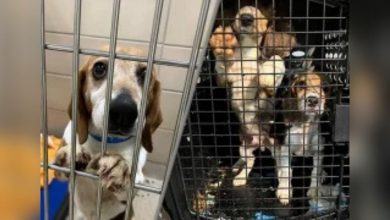 Lynchburg Humane Society receives another group of beagles