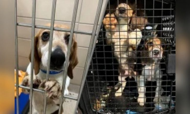 Lynchburg Humane Society receives another group of beagles