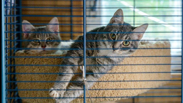 Mother cat, 2 kittens abandoned in cardboard boxes outside Norfolk SPCA