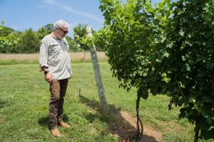 New Forest winery invites visitors to relax in a quiet farm atmosphere