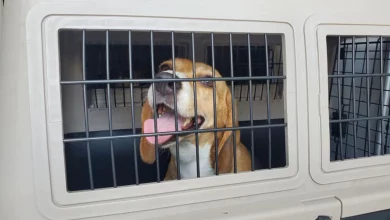 Rescued beagles arrive at Lynchburg Humane Society