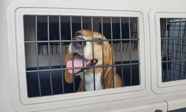 Rescued beagles arrive at Lynchburg Humane Society