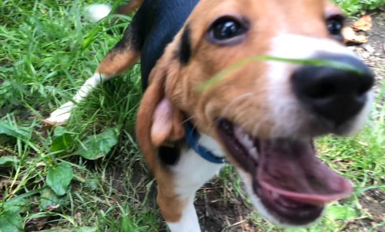 Rescued beagles now up for adoption in Fairfax Co.