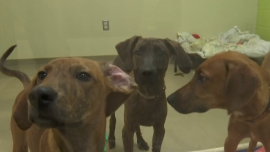 Lynchburg Humane Society hosts  dog adoption event