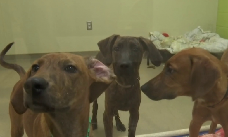 Lynchburg Humane Society hosts  dog adoption event