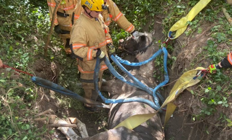 Chesapeake firefighters tackle two dramatic rescues in one week