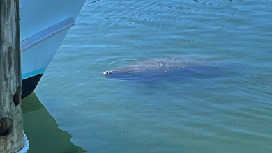 Manatee spotted in Virginia Beach’s Rudee Inlet: ‘Seems to be happening more and more these days’