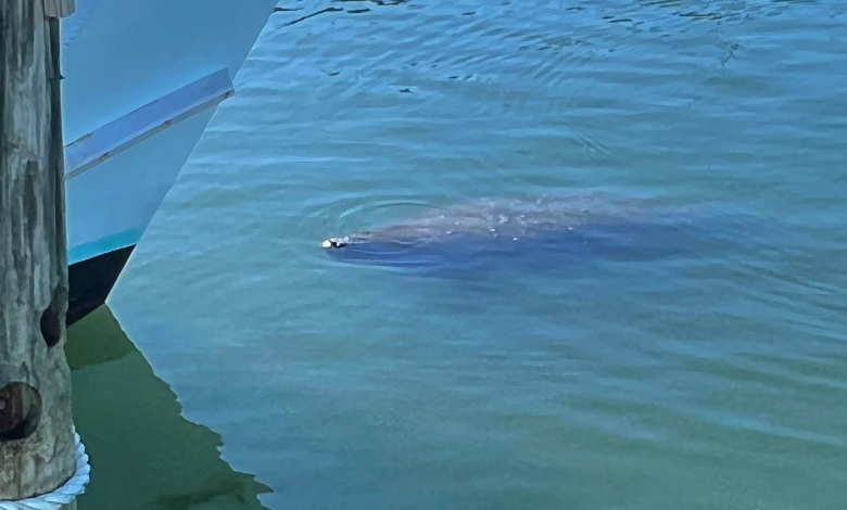 Manatee spotted in Virginia Beach’s Rudee Inlet: ‘Seems to be happening more and more these days’