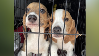 Rescued beagles arrive at VBSPCA