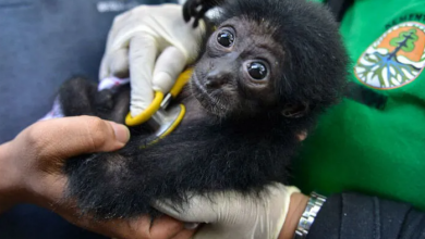 A Virginia zoo is auctioning the chance to name its adorable new siamang