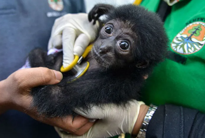 A Virginia zoo is auctioning the chance to name its adorable new siamang