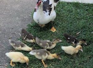 ‘There’s something different about these ducks’