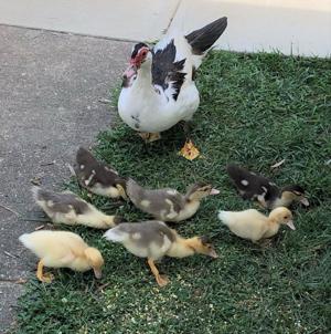 ‘There’s something different about these ducks’