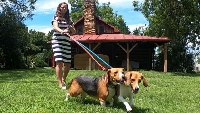 Two beagles in Franklin Co. blazed a trail for thousands more