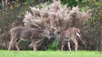 Virginia Department of Wildlife Resources warns of a viral disease affecting deers