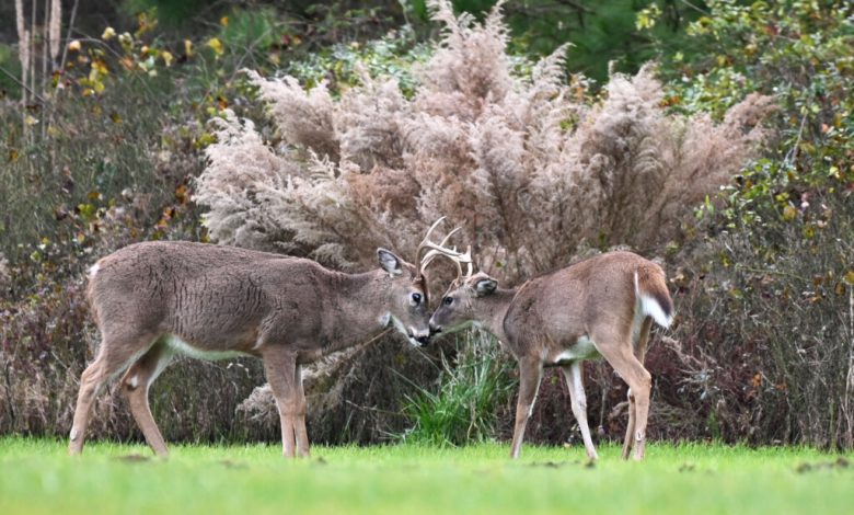 Virginia Department of Wildlife Resources warns of a viral disease affecting deers