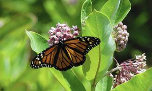 Virginia Living Museum exhibit raising awareness of endangered monarch butterfly