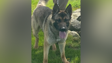 Amherst County Sheriff’s Office searching for an escaped K9