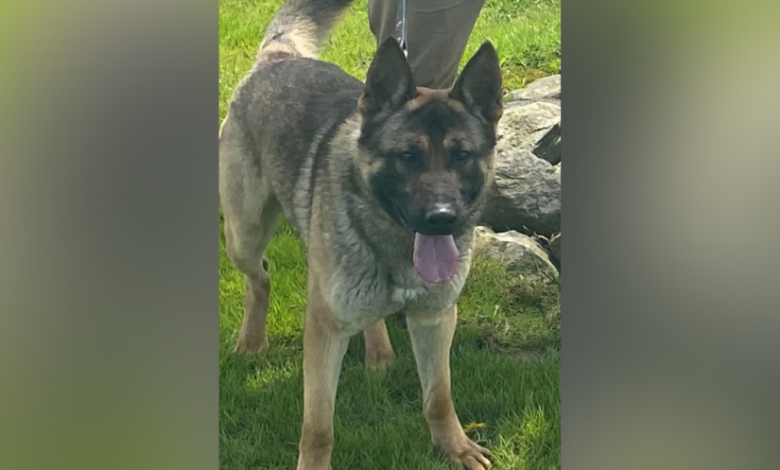 Amherst County Sheriff’s Office searching for an escaped K9