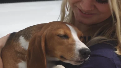 Donations for “Biscuit Fund” required to help remaining rescued Envigo beagles