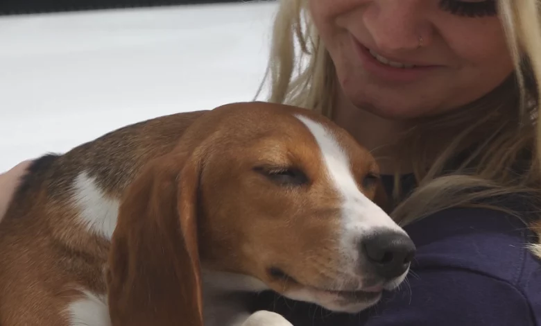 Donations for “Biscuit Fund” required to help remaining rescued Envigo beagles