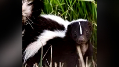 Skunk in Bland County tests positive for rabies