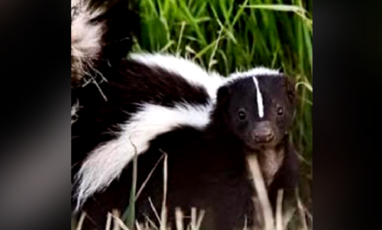 Skunk in Bland County tests positive for rabies